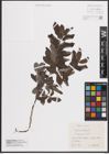 Foto von Salix cinerea L.